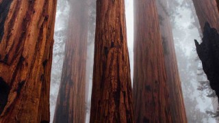 Huge trees reaching into the fog